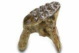 Rare, Juvenile Woolly Mammoth Upper P Molar - North Sea Deposits #370348-3